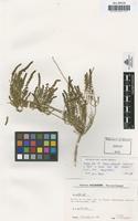 Holotype of Suaeda vera var. braun-blanquetii Castroviejo & Pedrol [family CHENOPODIACEAE]