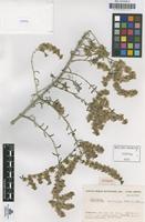 Isotype of Salsola marujae Castroviejo & Luce�o,M. [family CHENOPODIACEAE]