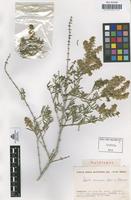 Holotype of Salsola marujae Castroviejo & Luce�o,M. [family CHENOPODIACEAE]
