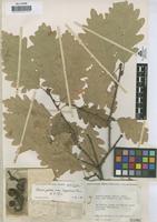 Holotype of Quercus petraea (Matt.) Liebl. subsp. huguetiana Franco & G.López [family FAGACEAE]