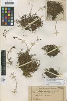 Type of Saxifraga fragilis Schrank subsp. paniculata (Pau) Muñoz Garmendia & P. Vargas [family SAXIFRAGACEAE]