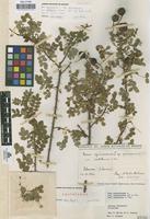 Lectotype of Rosa spinosissima L. var. castellana Vicioso [family ROSACEAE]