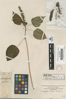 Filed as Acalypha setosa A.Rich. [family EUPHORBIACEAE]