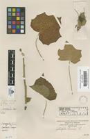 Filed as Jatropha curcas L. [family EUPHORBIACEAE]