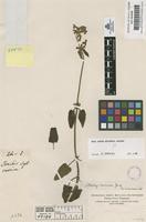 Original material of Stachys coccinea Jacq. [family LABIATAE]