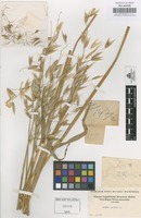 Original material of Avena sativa L. [family GRAMINEAE]