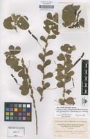 Original material of Chamaecrista rotundifolia (Pers.) Greene var. grandiflora (Benth.) Irwin & Barneby [family LEGUMINOSAE-CAESALPINIOIDEAE]
