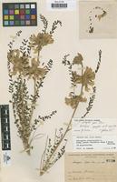 Lectotype of Astragalus grosii Pau [family LEGUMINOSAE-PAPILIONOIDEAE]
