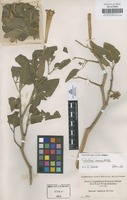Filed as Datura inoxia Mill. [family SOLANACEAE]