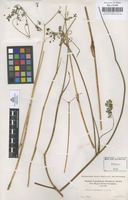 Filed as Daucus montanus Humb. & Bonpl. ex Spreng. [family UMBELLIFERAE]