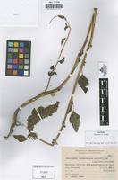 Isotype of Amaranthus cardenasianus Hunz. [family AMARANTHACEAE]