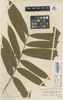 Original material of Talisia pinnata (Ruiz & Pav.) Radlk. [family SAPINDACEAE]