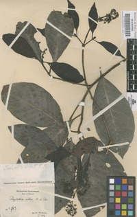 Original material of Psychotria alba Ruiz & Pav. [family RUBIACEAE]