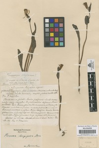 Original material of Picrosia longifolia D.Don [family COMPOSITAE]