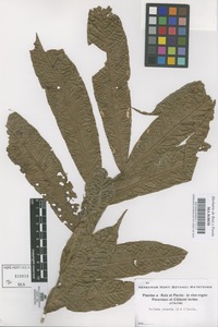 Original material of Talisia pinnata (Ruiz & Pav.) Radlk. [family SAPINDACEAE]