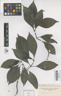 Original material of Psychotria alba Ruiz & Pav. [family RUBIACEAE]
