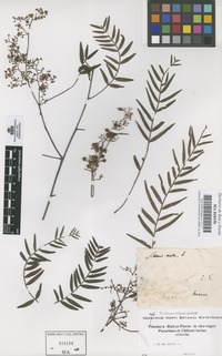 Original material of Schinus molle L. [family ANACARDIACEAE]