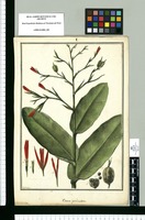 Canna paniculata / Galvez. Original drawing from Ruiz & Pavón Expedition (1777-1816)
