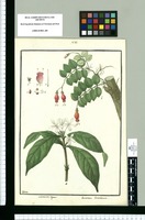 Sarmienta repens y Jasminum lanceolatum / Galvez. Original drawing from Ruiz & Pavón's Expedition (1777-1816)
