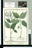 Justicia lineolata y Dianthera hirsuta / I[sidro] Galvez del. Original drawing from Ruiz & Pavón's Expedition (1777-1816)