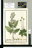 Jovellana punctata y Jovellana scapiflora / Isid[ro] Galvez. Original drawing from Ruiz & Pavón's Expedition (1777-1816)