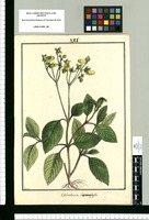 Calceolaria heterophylla / Brunete. Original drawing from Ruiz & Pavón's Expedition (1777-1816)