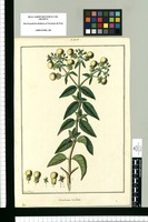 Calceolaria involuta / Fran[cis]co Pulgar. Original drawing from Ruiz & Pavón's Expedition (1777-1816)