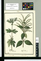 Verbena cuneifolia y Verbena virgata / Ysidro de Galvez. Original drawing from Ruiz & Pavón's Expedition (1777-1816)