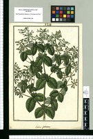 Salvia galeata / Fran[cis]co Pulgar. Original drawing from Ruiz & Pavón's Expedition (1777-1816)