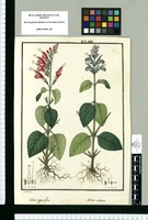 Salvia oppositiflora y Salvia violacea / Galvez. Original drawing from Ruiz & Pavón's Expedition (1777-1816)