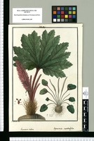 Gunnera scabra y Peperomia scutellaefolia / I[sidro] Galvez del. Original drawing from Ruiz & Pavón's Expedition (1777-1816)