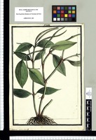 Peperomia septemnervisa [sic] / Brunete. Original drawing from Ruiz & Pavón's Expedition (1777-1816)