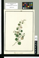 Peperomia scandens / Galvez. Original drawing from Ruiz & Pavón's Expedition (1777-1816)
