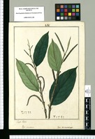 Piper curvatum y Piper excavatum / Joseph Rubio. Original drawing from Ruiz & Pavón's Expedition (1777-1816)