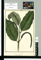 Piper longifolium / Fran[cis]co Pulgar. Original drawing from Ruiz & Pavón's Expedition (1777-1816)