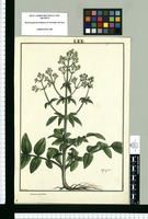 Valeriana paniculata / Brunete. Original drawing from Ruiz & Pavón's Expedition (1777-1816)