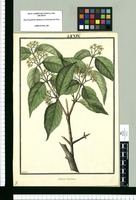 Anthodon decussatum / Galvez. Original drawing from Ruiz & Pavón's Expedition (1777-1816)