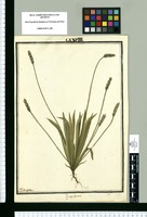 Plantago hirsuta / Ysidro Galvez. Original drawing from Ruiz & Pavón's Expedition (1777-1816)