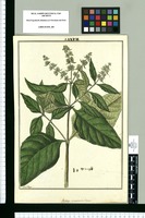 Buddleja americana Linnaei / Fran[cis]co Pulgar. Original drawing from Ruiz & Pavón's Expedition (1777-1816)