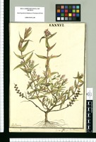 Isnardia subhastata / J[ose]ph Brunete. Original drawing from Ruiz & Pavón's Expedition (1777-1816)