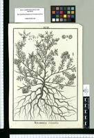 Krameria triandra. Original drawing from Ruiz & Pavón's Expedition (1777-1816)