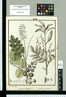 Quadria heterophylla y Embothrium pinnatum / Los dibuxó Joseph Rubio. Original drawing from Ruiz & Pavón's Expedition (1777-1816)