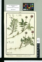Acaena lappacea, Acaena argentea y Acaena ovalifolia / Galvez. Original drawing from Ruiz & Pavón's Expedition (1777-1816)