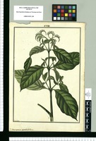 Heliotropium oppositifolium / Fran[cis]co Pulgar. Original drawing from Ruiz & Pavón's Expedition (1777-1816)