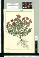 Nolana revoluta / Fran[cis]co Pulgar. Original drawing from Ruiz & Pavón's Expedition (1777-1816)