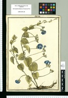 Convolvulus secundus / J[ose]ph Brunete. Original drawing from Ruiz & Pavón's Expedition (1777-1816)