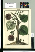 Ipomoea glandulifera : (Auroras) / Fran[cis]co Pulgar. Original drawing from Ruiz & Pavón's Expedition (1777-1816)