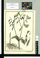 Lisianthus [sic] acutangulus / Fran[cis]co Pulgar. Original drawing from Ruiz & Pavón's Expedition (1777-1816)