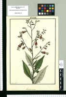 Nicotiana tomentosa / Galvez delin. Original drawing from Ruiz & Pavón's Expedition (1777-1816)