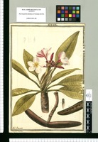 Plumeria tricolor / J[ose]ph Brunete. Original drawing from Ruiz & Pavón's Expedition (1777-1816)